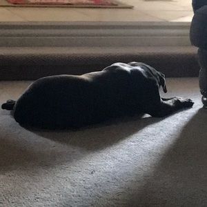 Meet your Posher, Misty